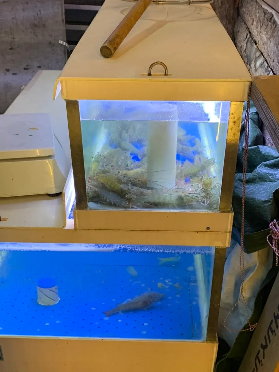 Fresh shrimp filling the entrance tank