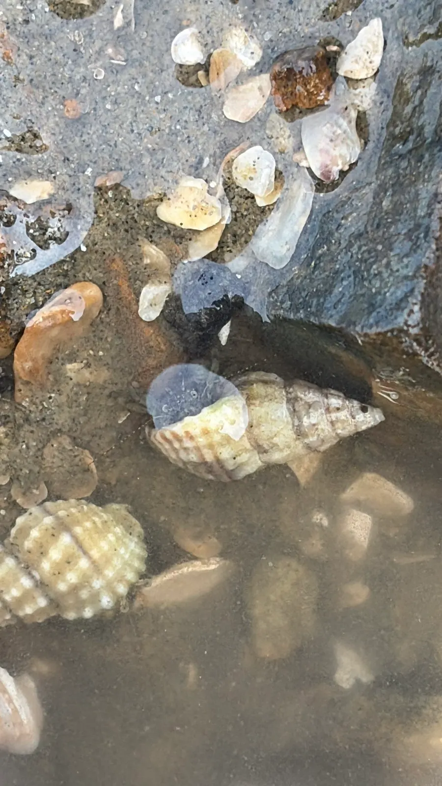 바닷가 산책하며 본 소라게