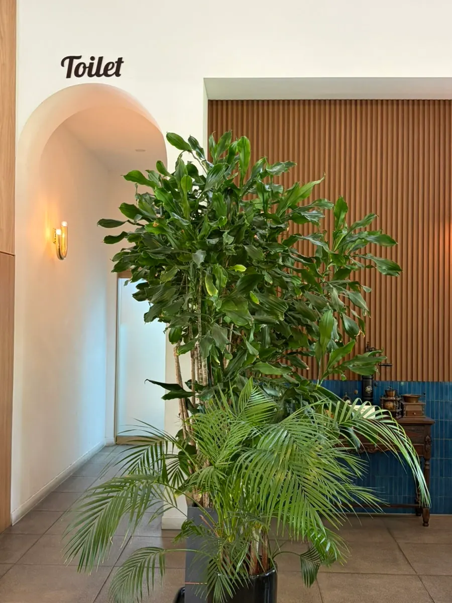 Sunlight filling the interior of Terreno Cité