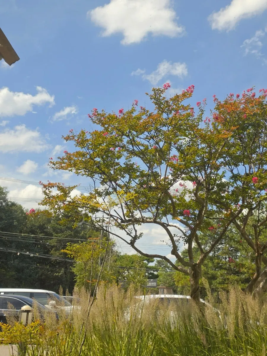 테라스에서 본 카페 바깥 풍경