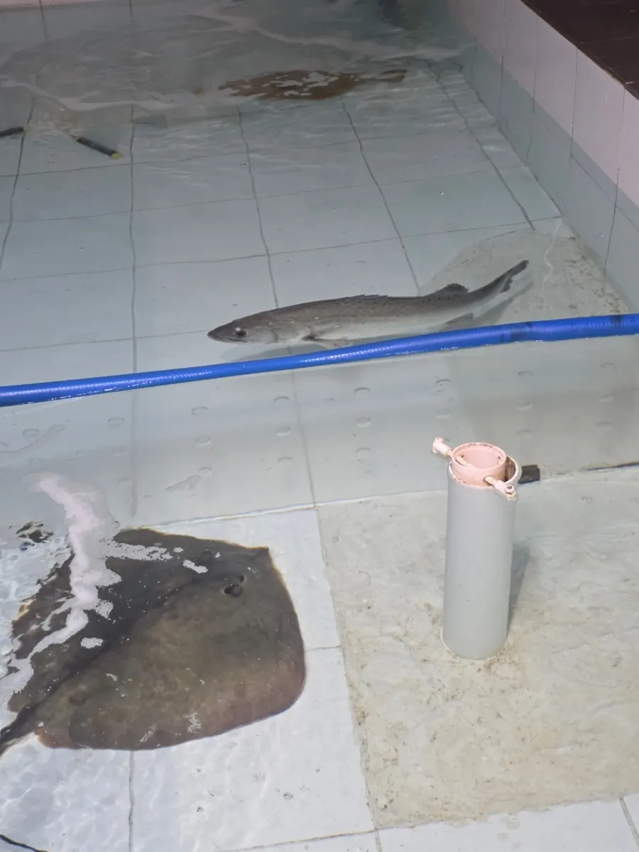 Large fish tank inside The Bangpaje