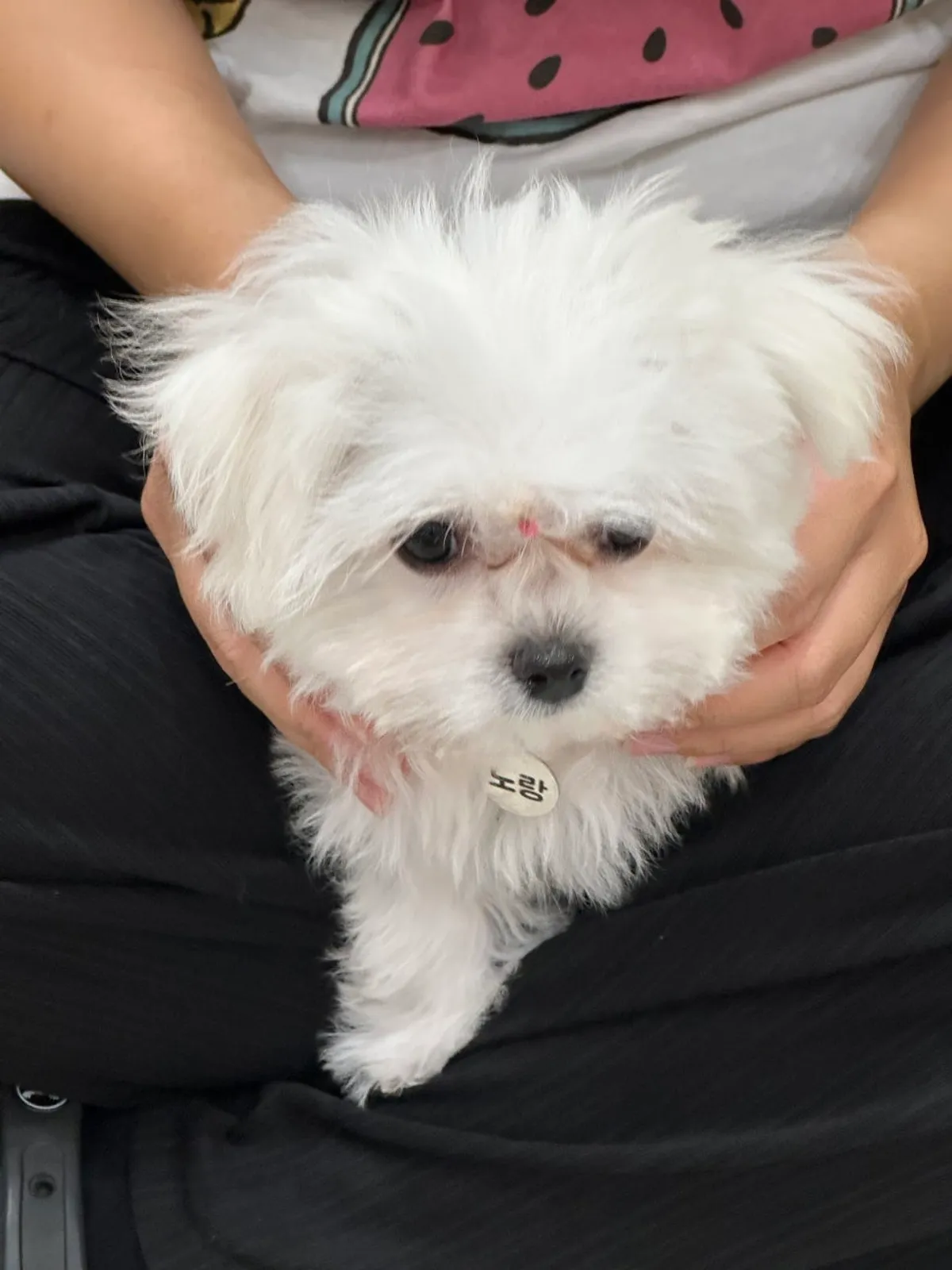 Main photo of The Waltz & Joypia Gangseo dog cafe