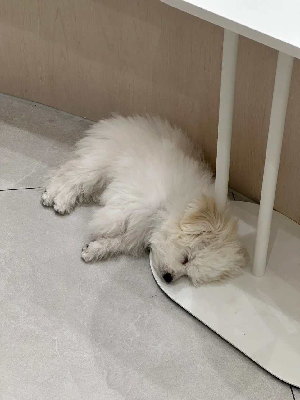 A baby dog taking a nap