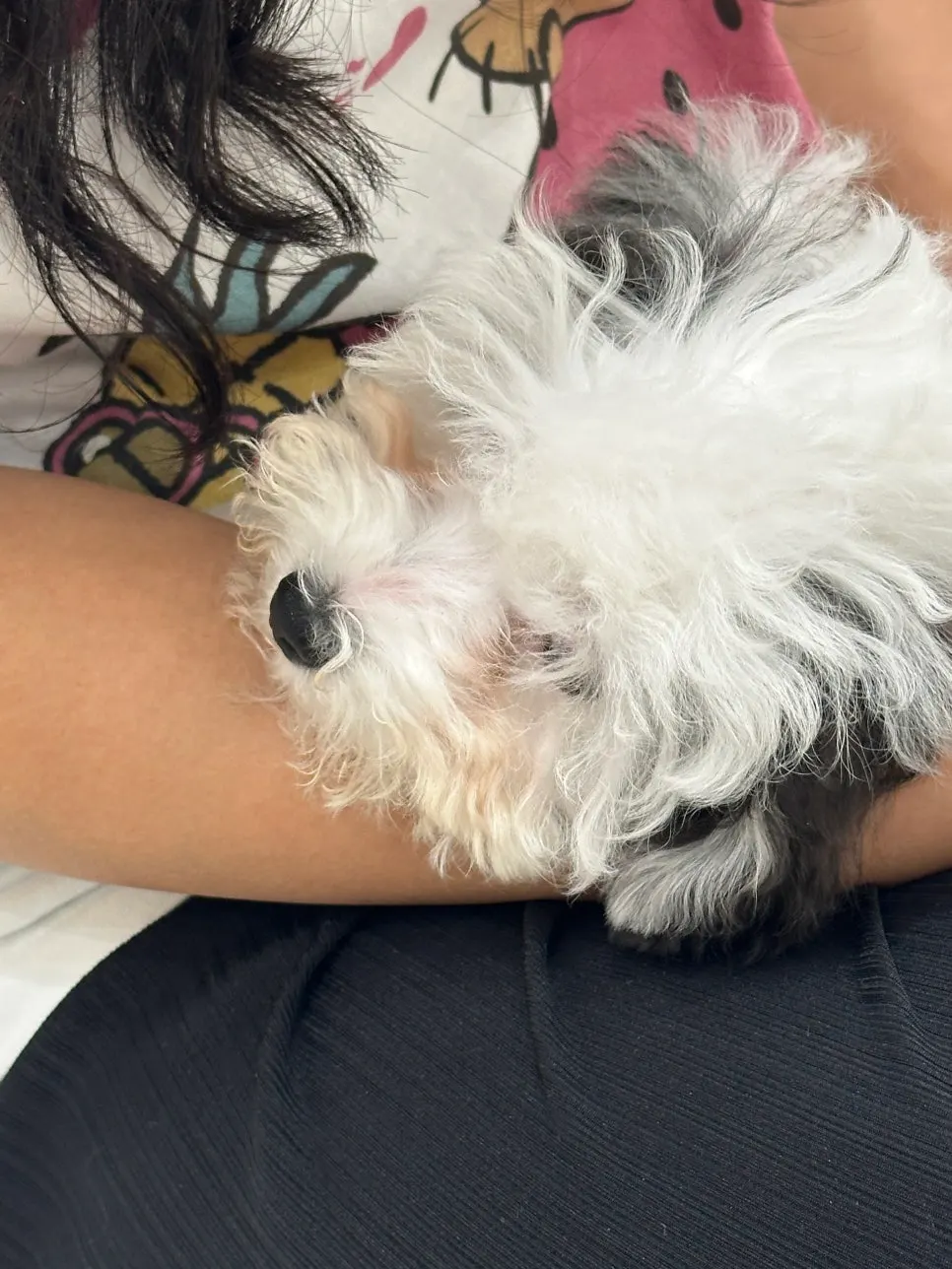 Final photo of a lovable baby dog