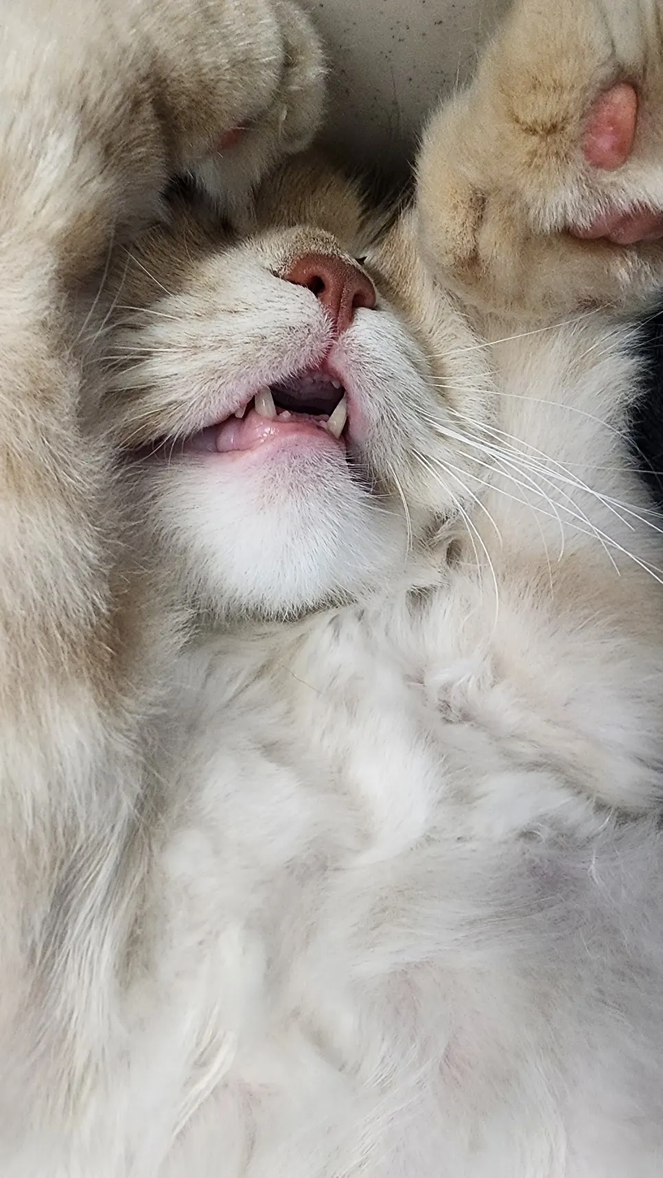 A pet cat featured at feeding time with dry food