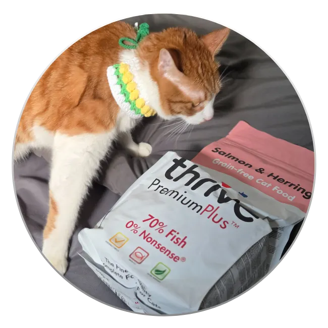 Second cat showing curiosity about Thrive dry food