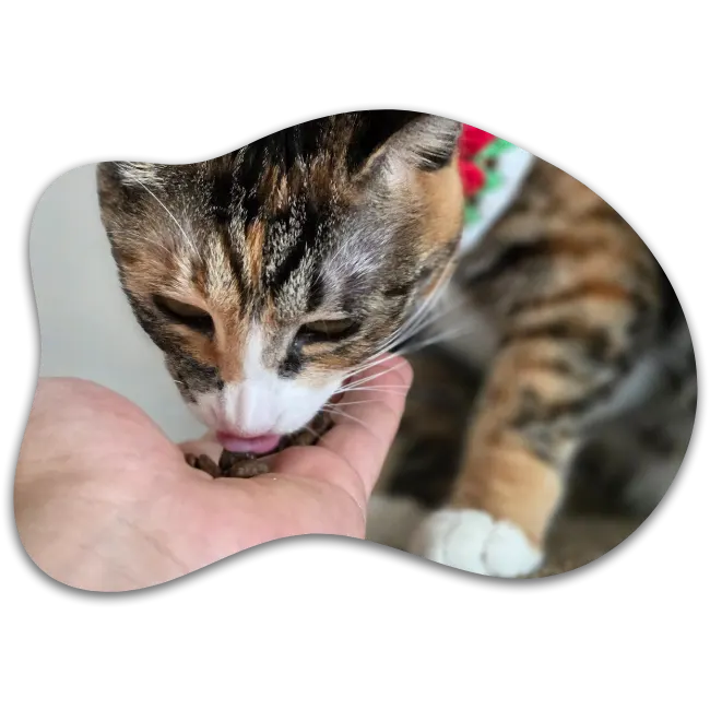 Overview of a cat's reaction to Thrive dry food