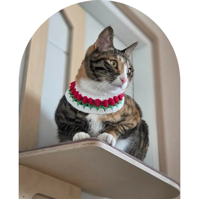 Thrive dry food introduced as a food the cats would like to eat again