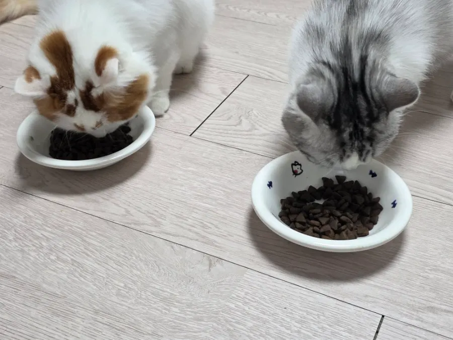 Dry cat food served in a bowl to two cats