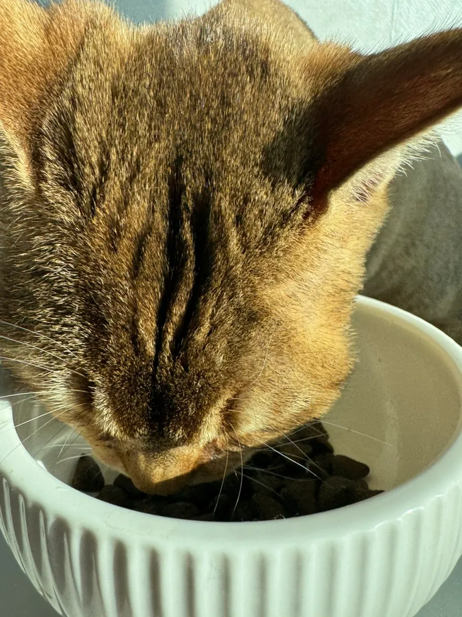 쓰라이브 사료 냄새를 맡는 고양이 모습