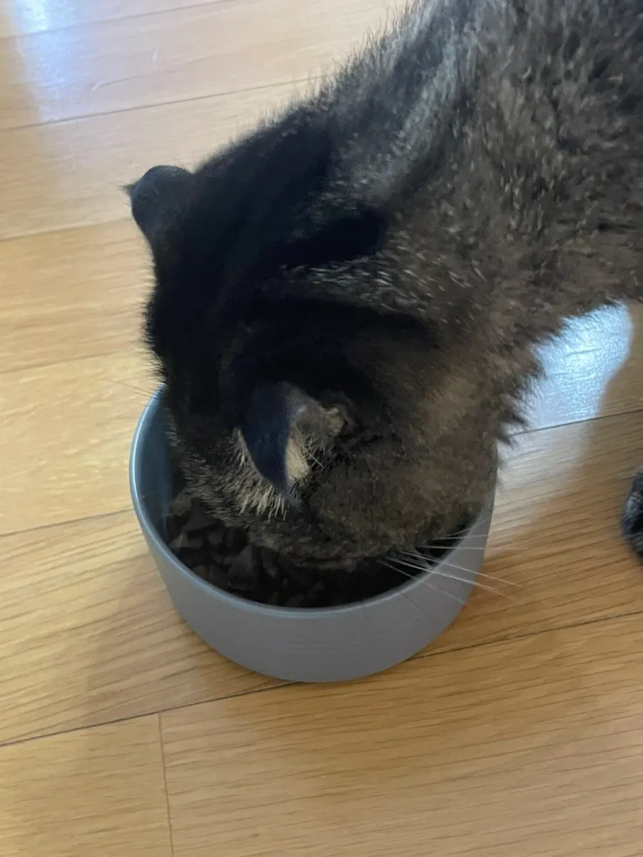 Triangular Thrive cat food kibble