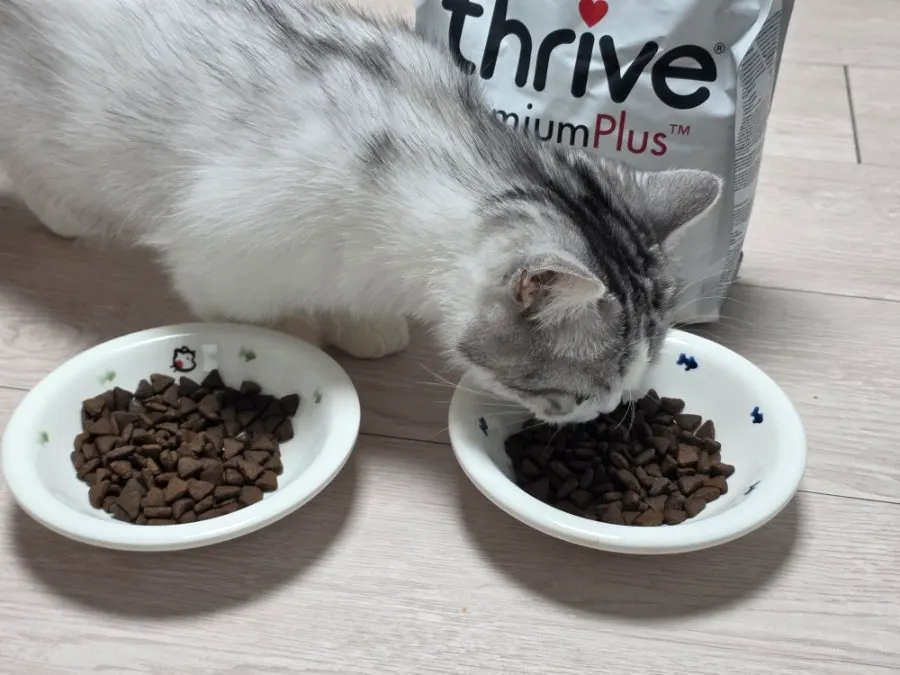 Cat eating Thrive Salmon & Herring food