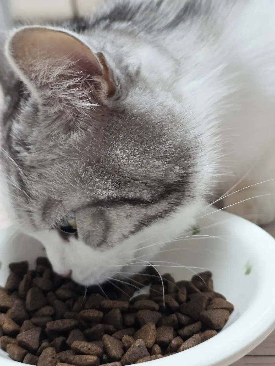 A cat eating Thrive dry cat food