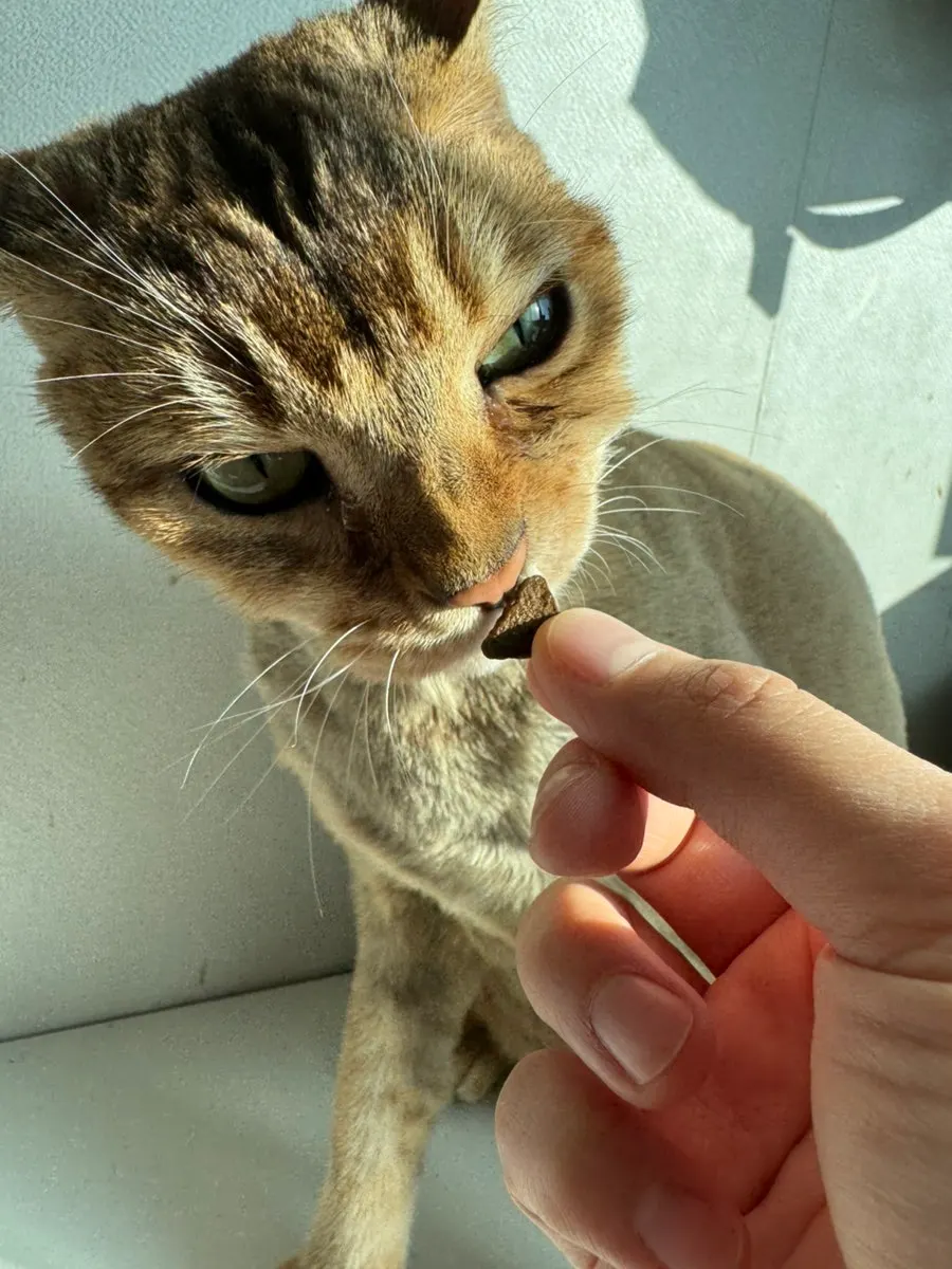 쓰라이브 건사료 알갱이를 씹는 고양이