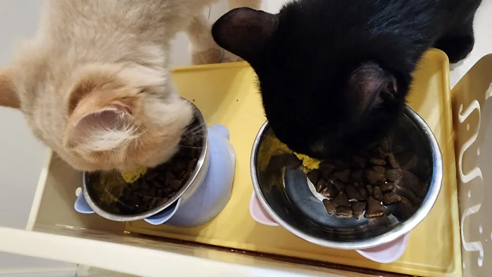 A pet cat eating Thrive dry food