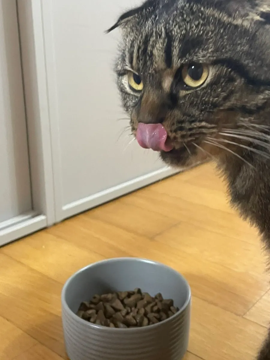 Thrive dry cat food kibble and a cat being fed