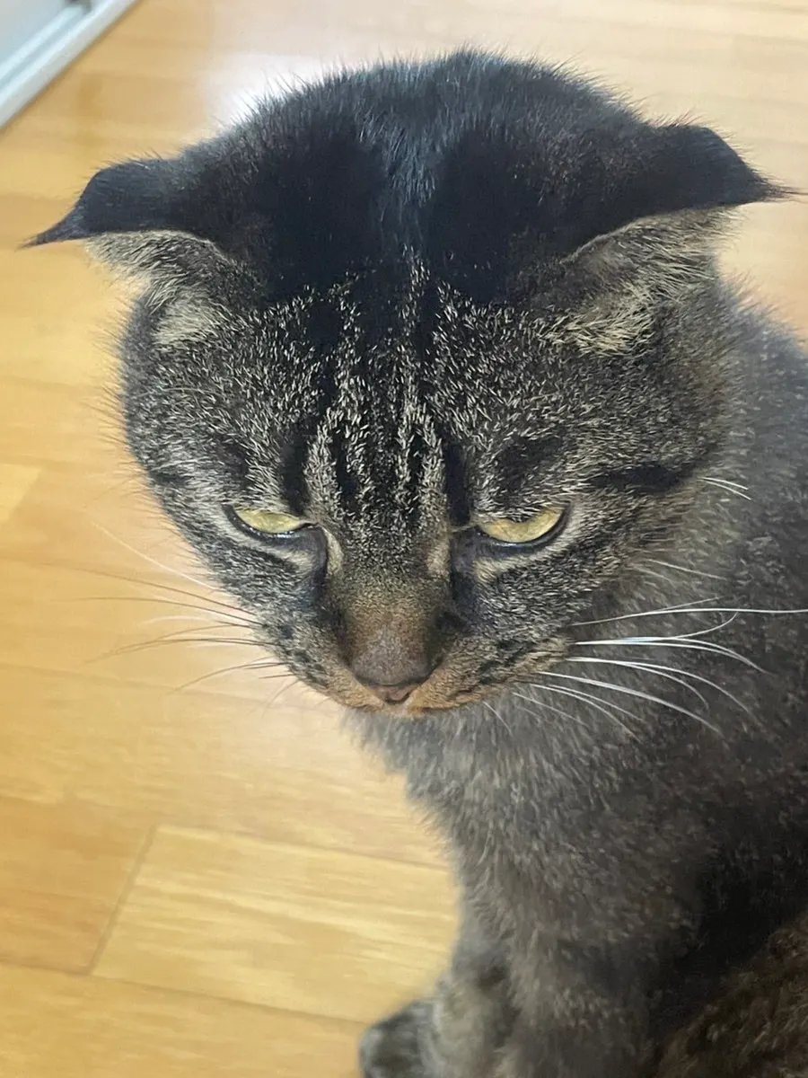 A cat observed while being fed Thrive food