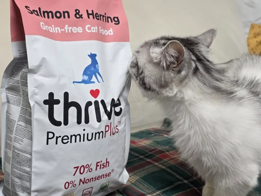 Summary photo of feeding Thrive Salmon & Herring dry cat food