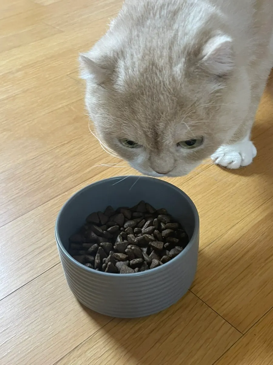 Side view of a pet cat eating Thrive food