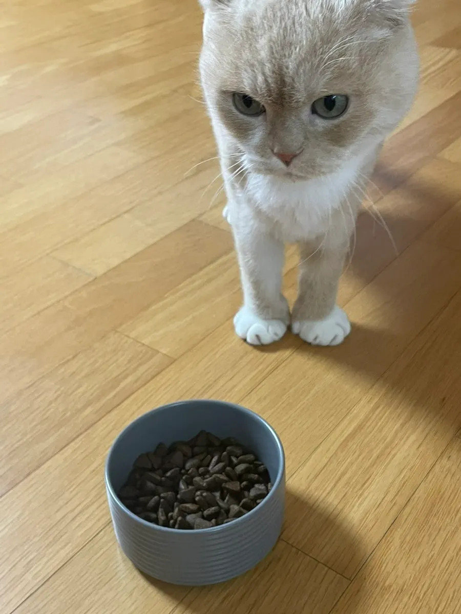 A pet cat being given Thrive dry food