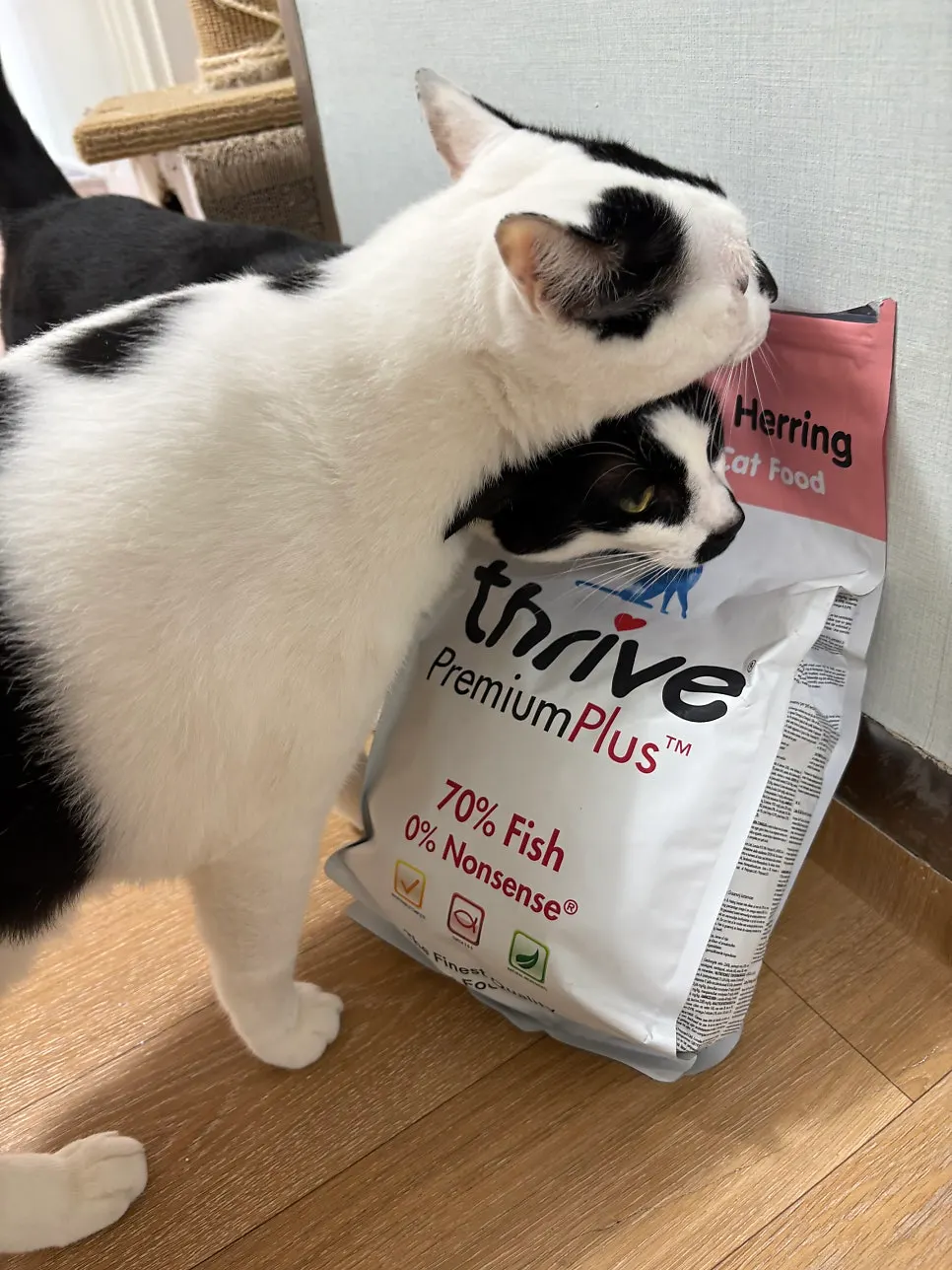 Triangle-shaped Thrive dry food served to a cat