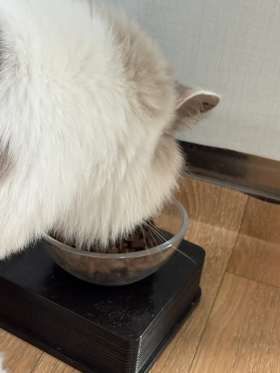Cat food introduced as containing salmon oil