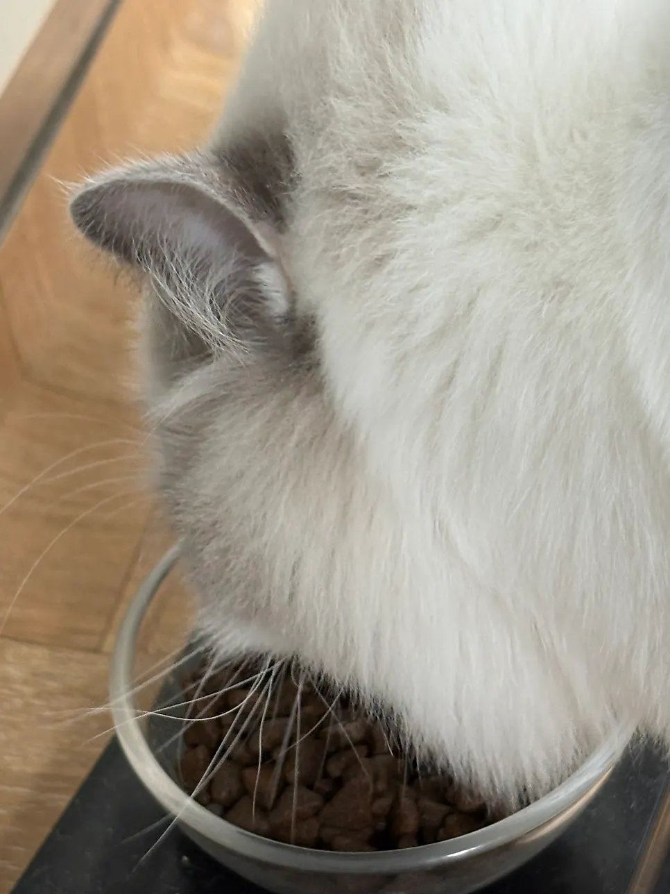 A cat eating dry food with its face close to the bowl