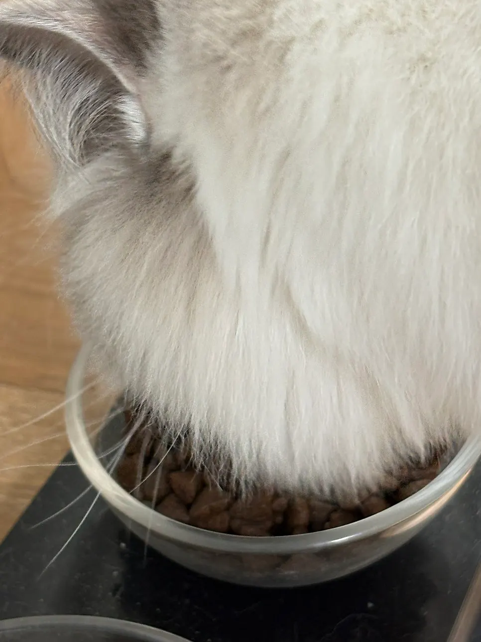 A cat showing interest in Thrive Salmon & Herring food