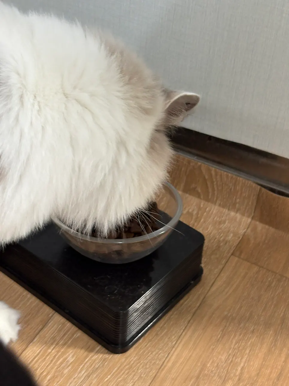 Cats in a multi-cat household eating Thrive dry food