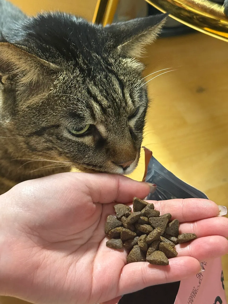 Cat reacting to being fed Thrive dry food