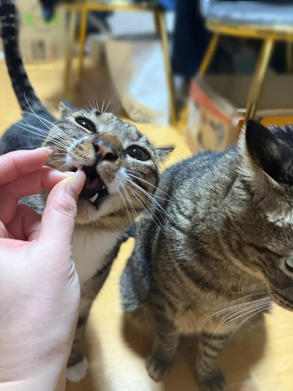 Cat being fed Salmon & Herring dry food