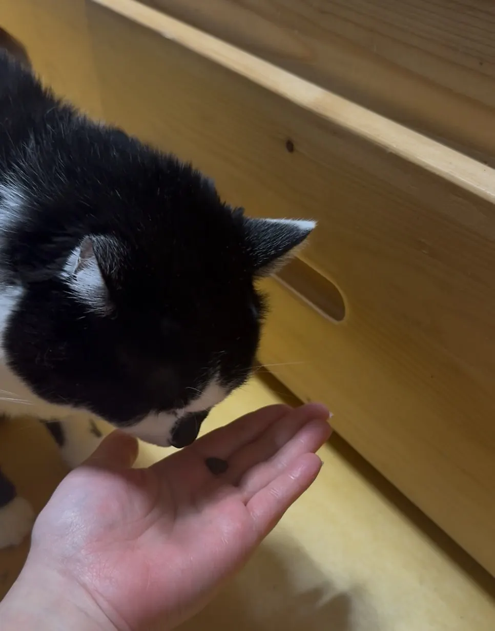 Checking a cat's acceptance of Thrive dry food