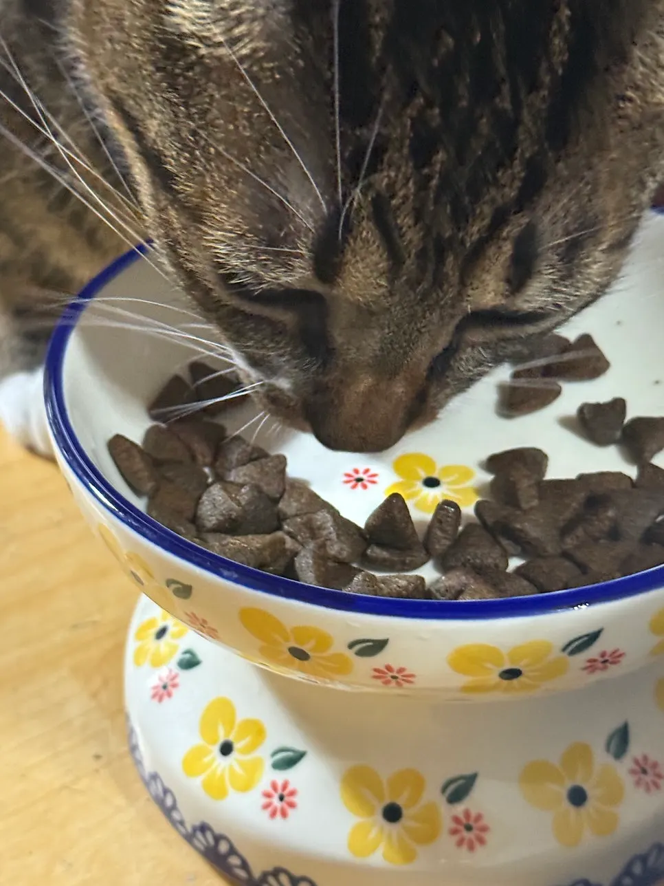 Cats in a multi-cat household being fed Salmon & Herring dry food