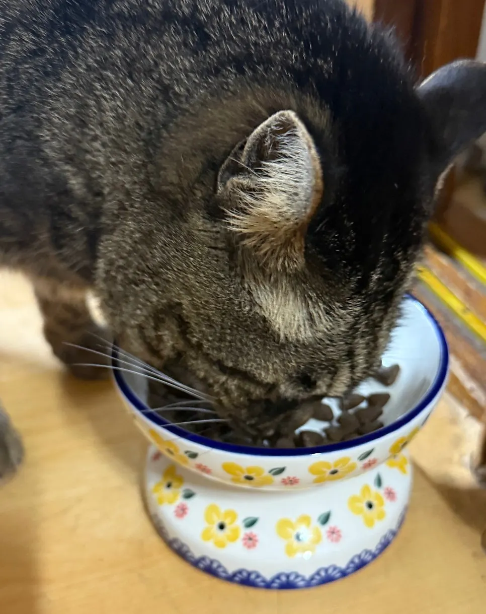 Cat eating Thrive Salmon & Herring dry food