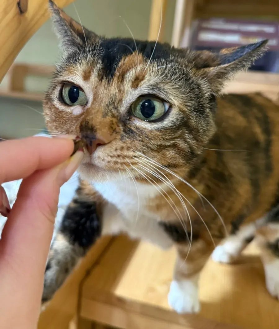Thrive dry-food kibble and feeding details