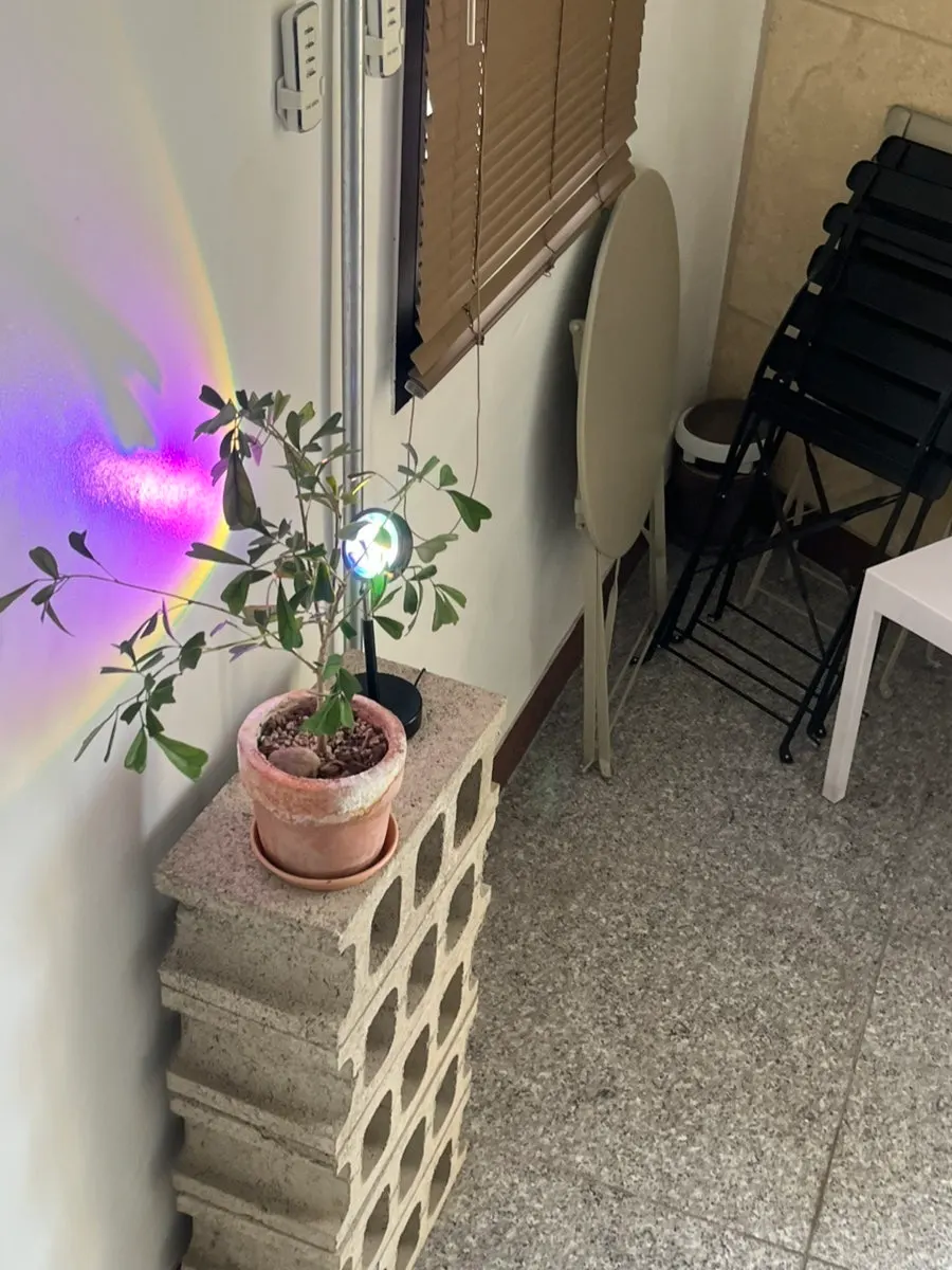 Retro-style seating with plants