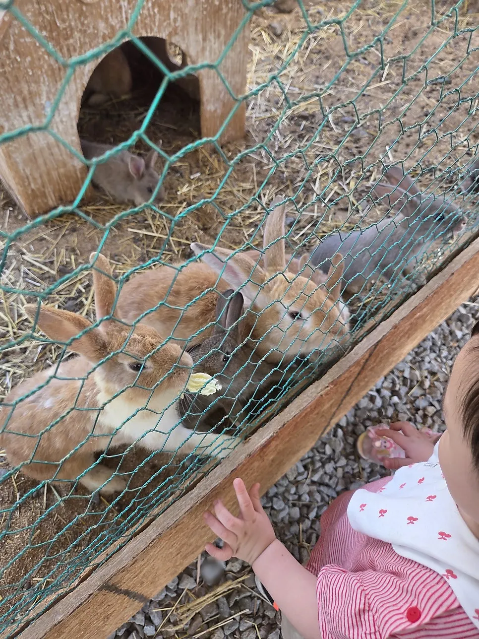 Guinea pig enclosure at Todamok's animal farm
