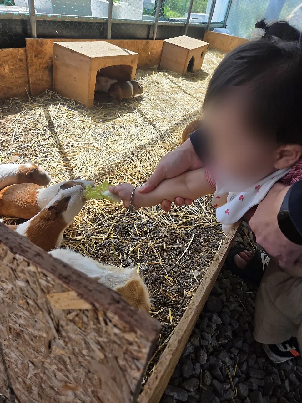 A child feeding a rabbit