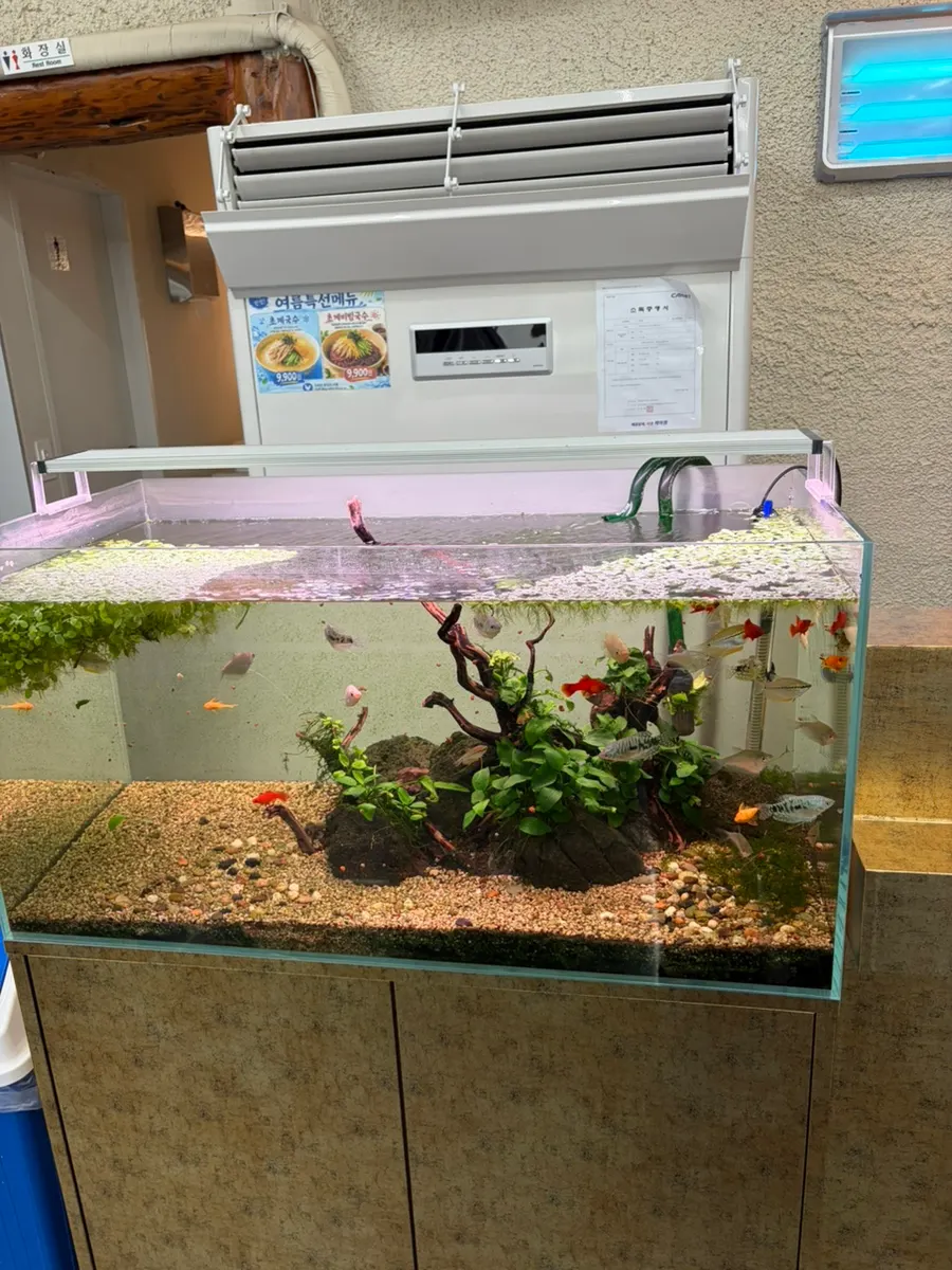 Fish tank set up inside Todamok