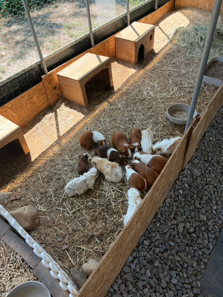 Guinea pigs at the animal farm outside Todamok