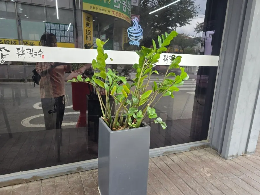 가게 앞에 놓인 큰 금전수 화분