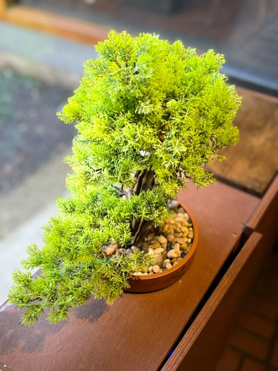 Pine courtyard seen through a hanok window