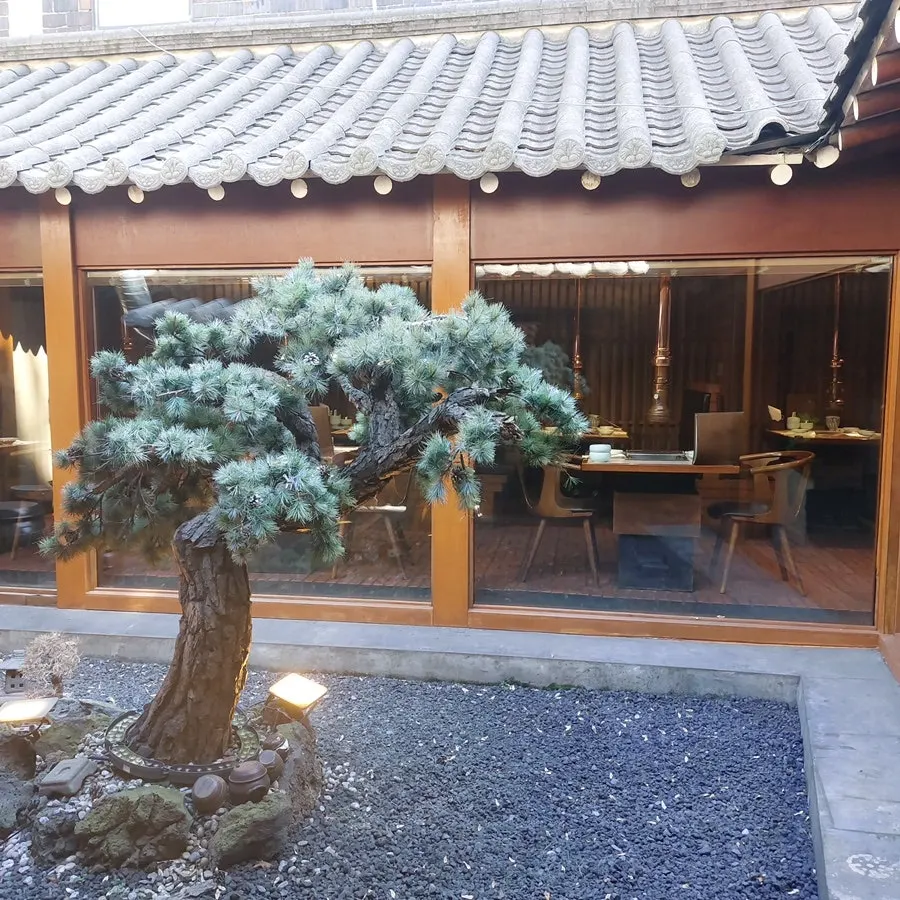 Pine-tree courtyard seen through floor-to-ceiling windows