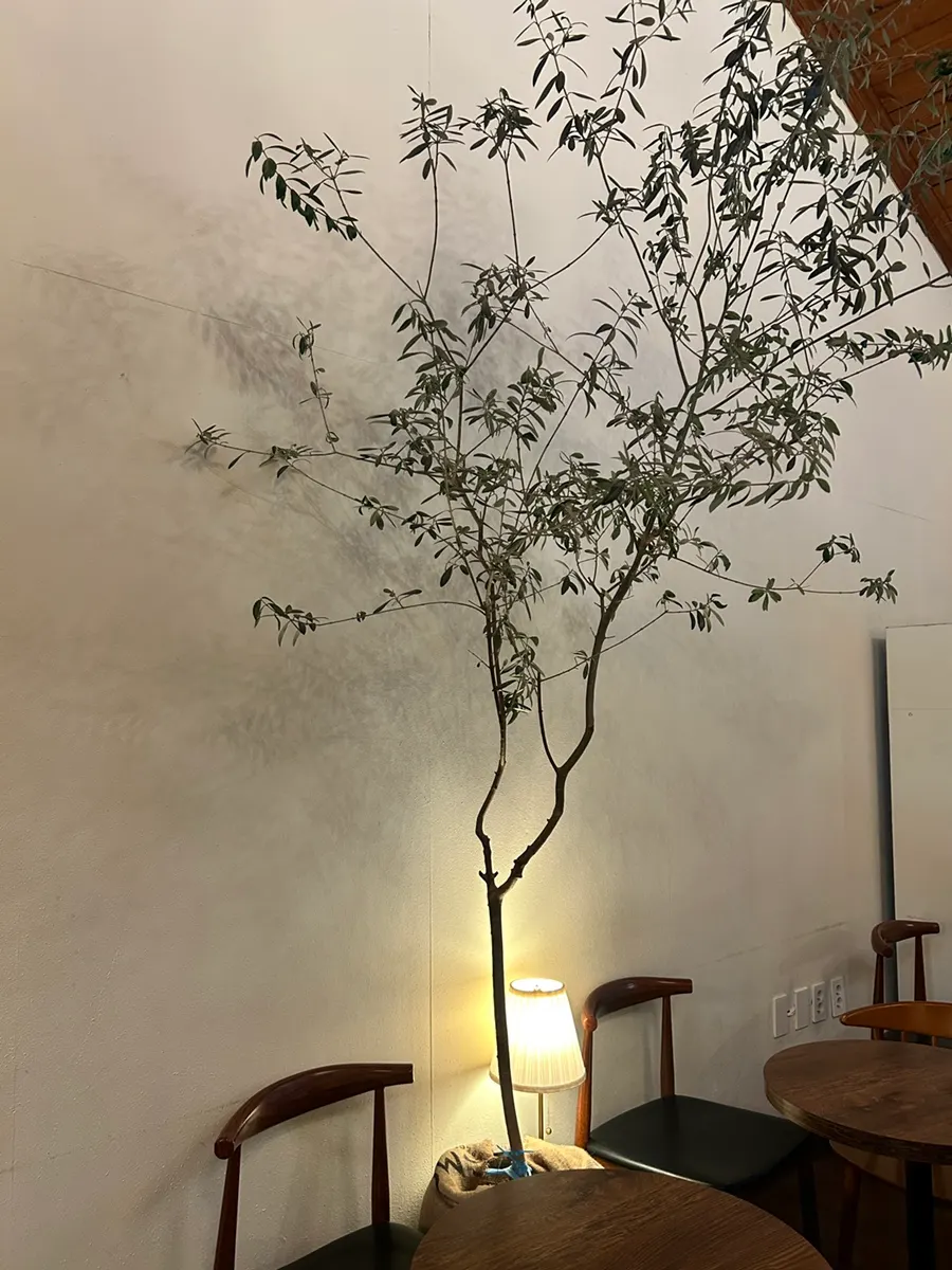 Visiting a nature-filled café on a rainy day