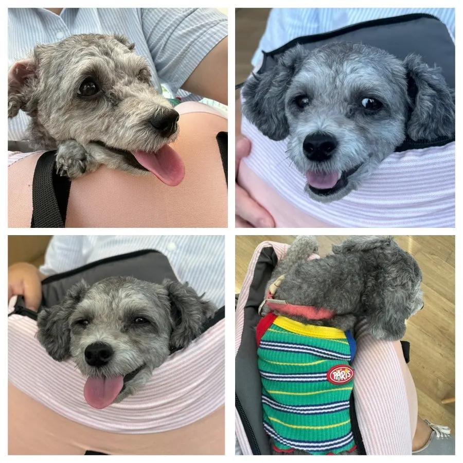 Dog waiting comfortably inside a carrier