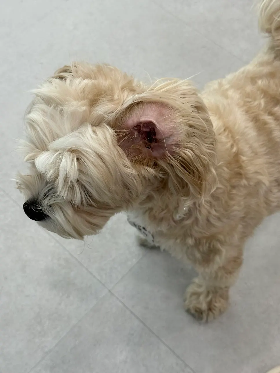The resident dog mascot at Eoriti