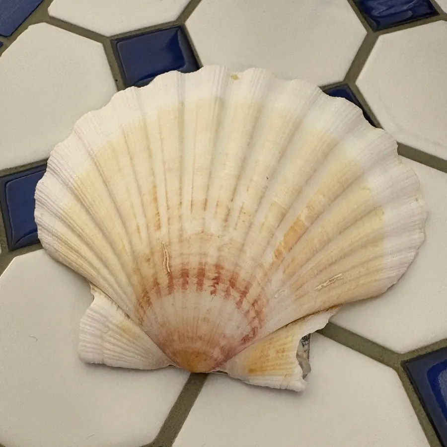 Seashell-shaped call button on the table