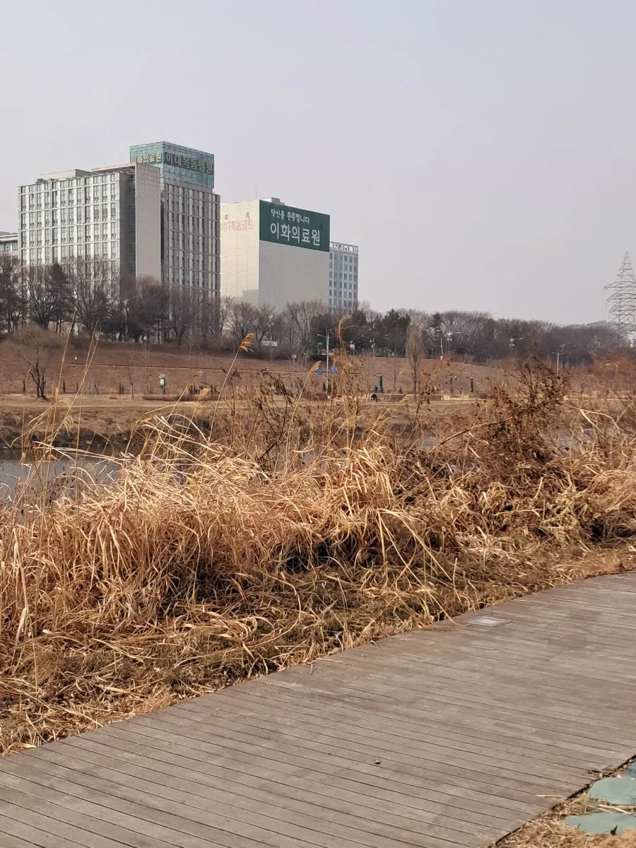 안양천에서 착용한 윈어블 커스텀 양말