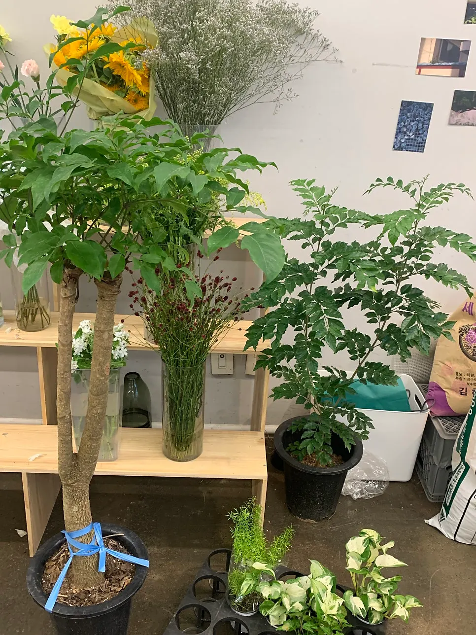 Fresh flowers and green plants on display
