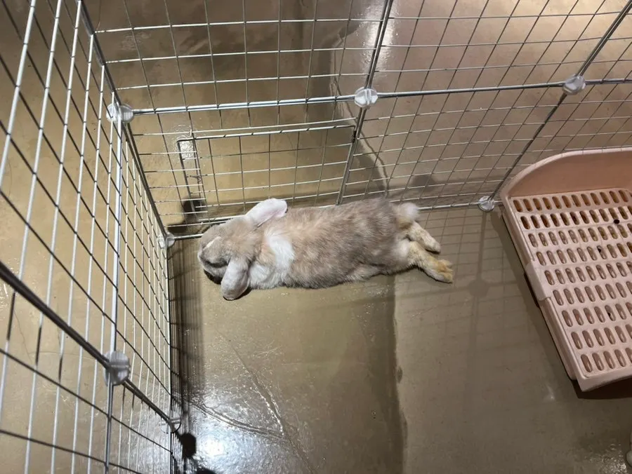 Rabbit Timo living in the middle of the shop
